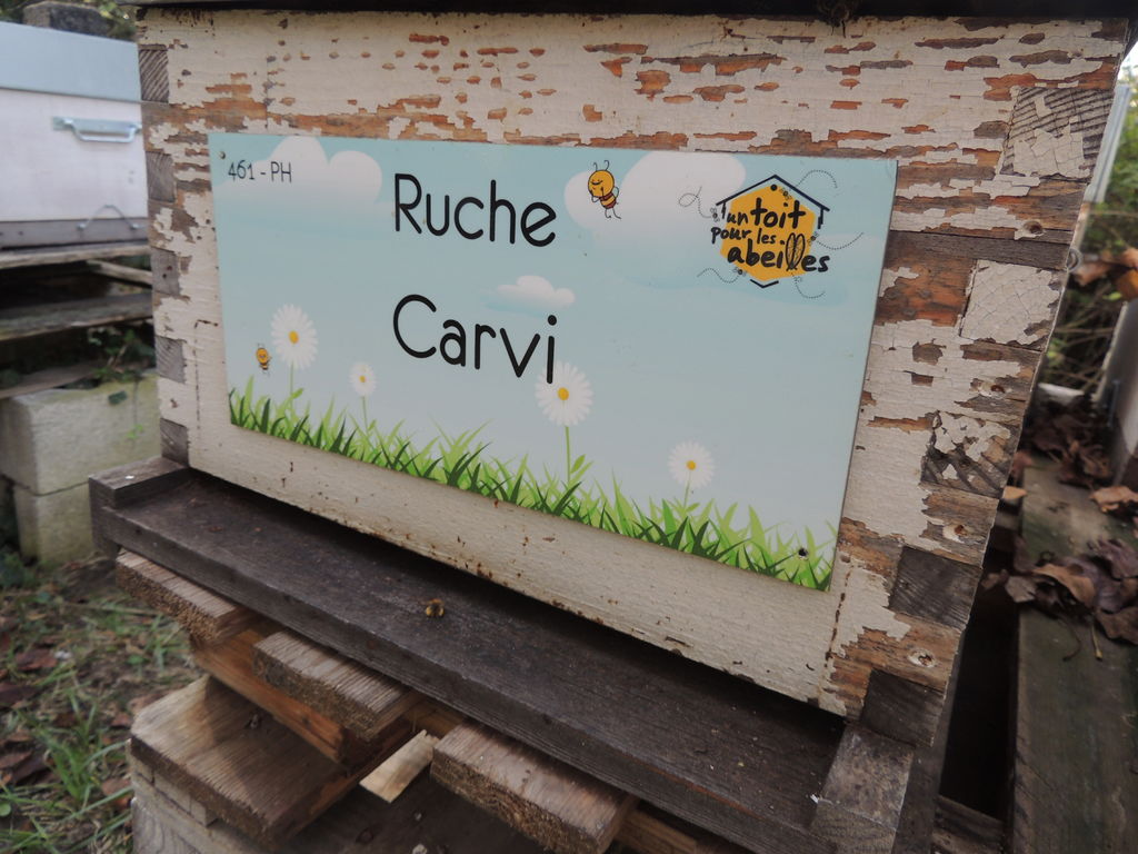 La ruche Carvi
