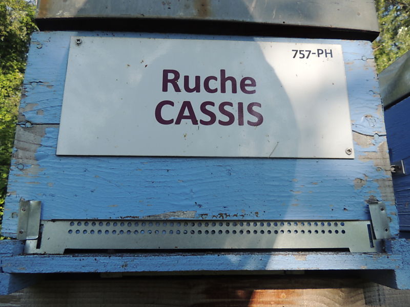 La ruche Cassis