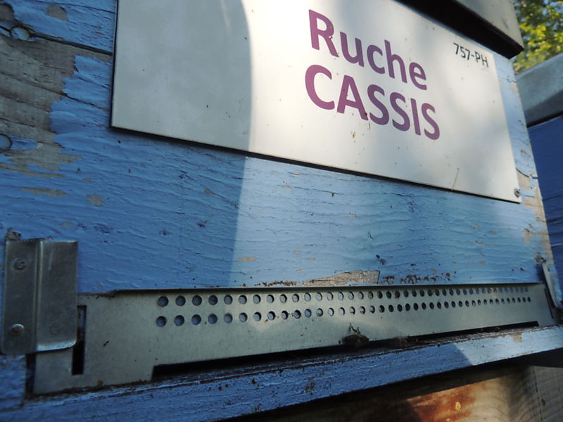 La ruche Cassis