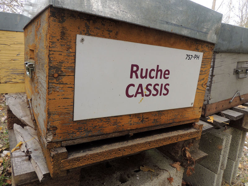 La ruche Cassis