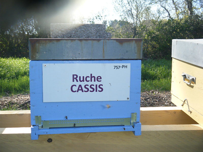 La ruche Cassis