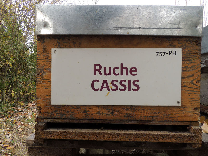 La ruche Cassis