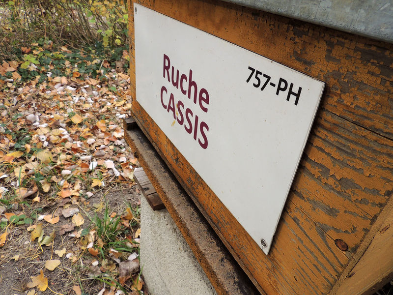 La ruche Cassis
