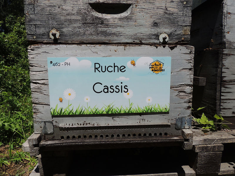 La ruche Cassis