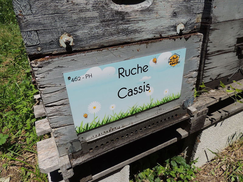 La ruche Cassis