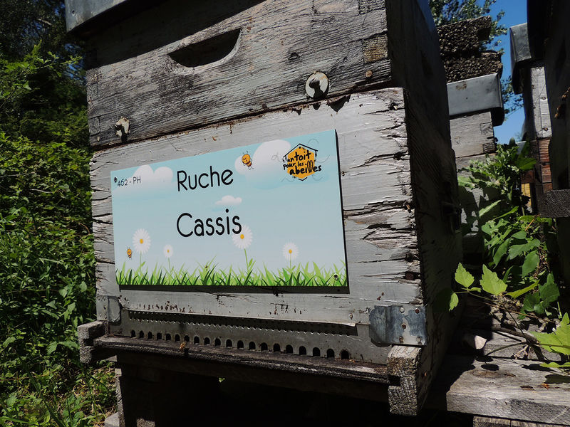 La ruche Cassis