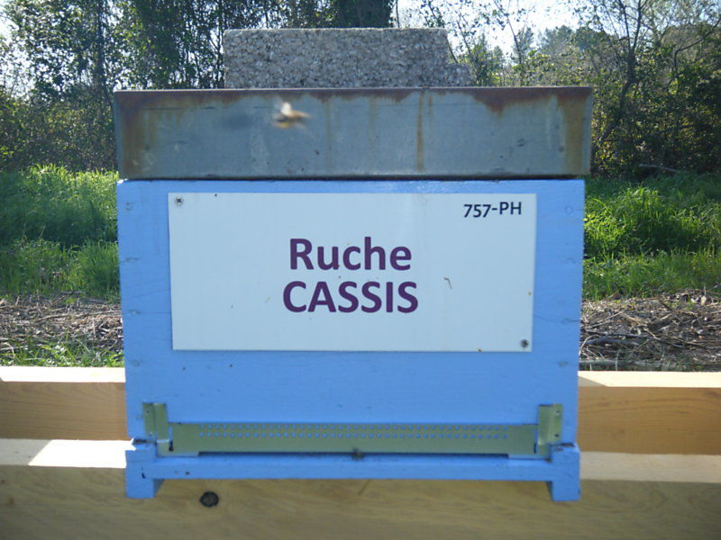 La ruche Cassis