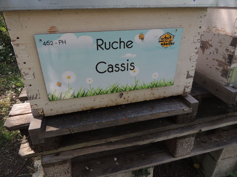 La ruche Cassis