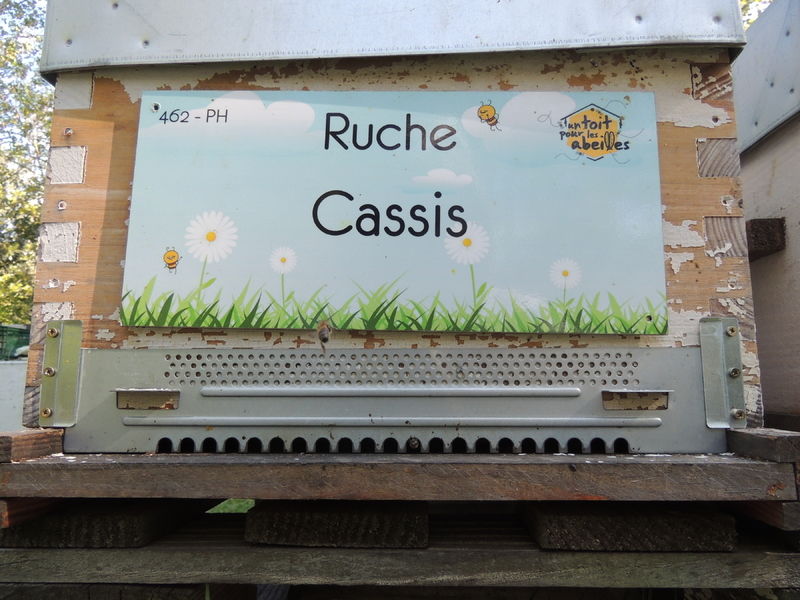 La ruche Cassis