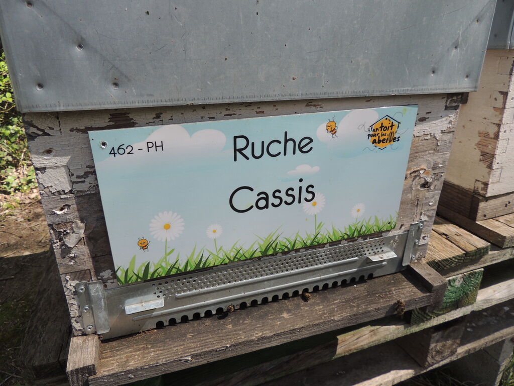 La ruche Cassis