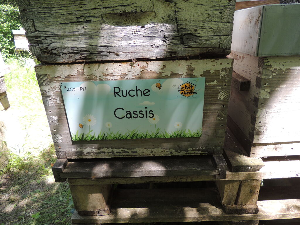 La ruche Cassis