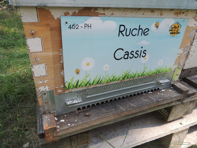 La ruche Cassis