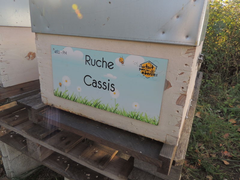 La ruche Cassis