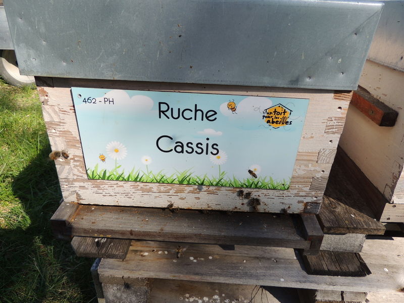 La ruche Cassis