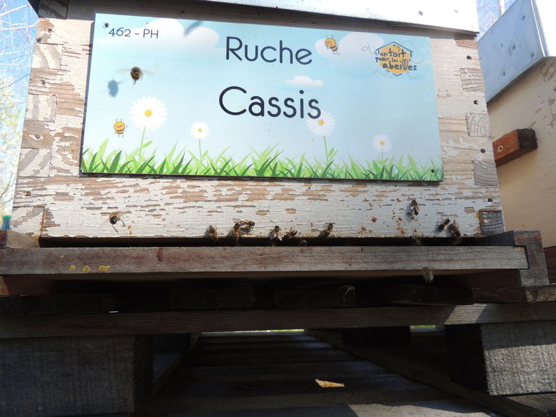 La ruche Cassis