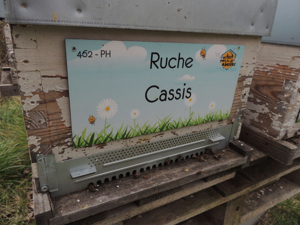 La ruche Cassis