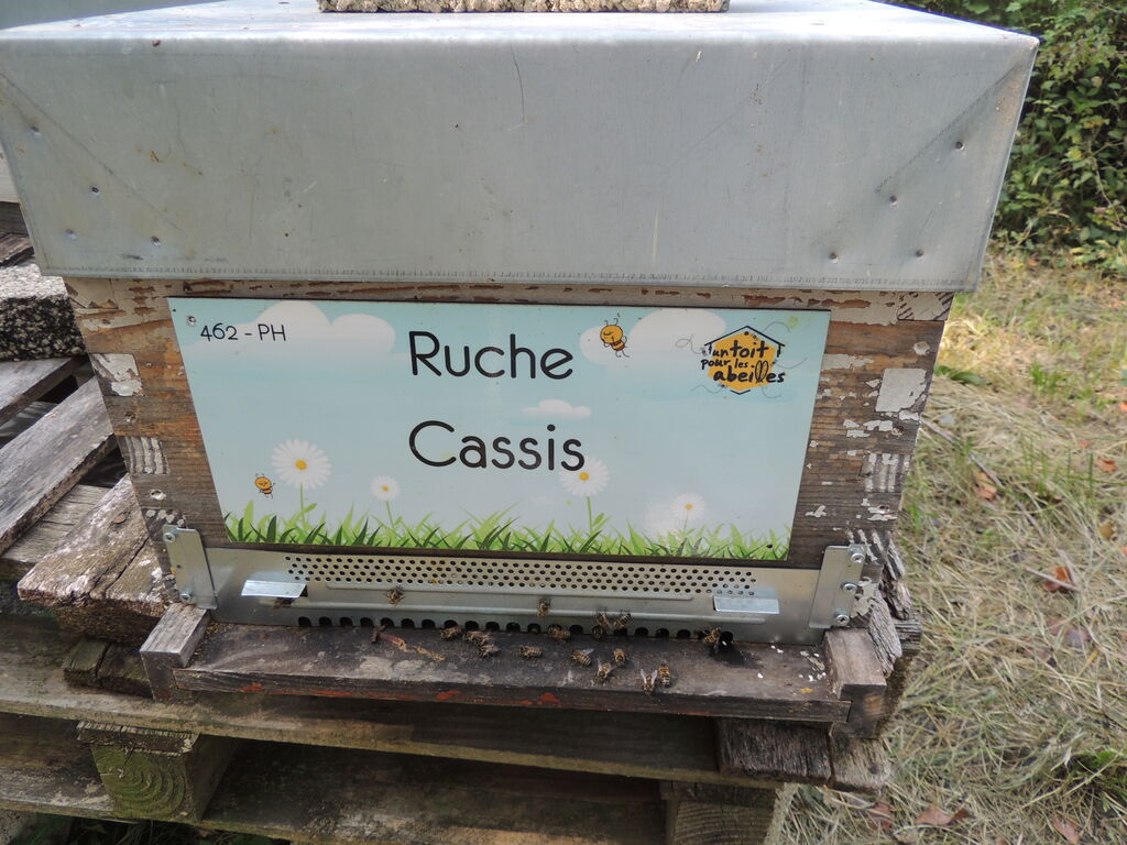 La ruche Cassis