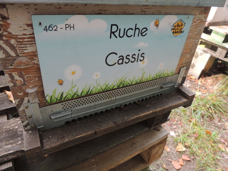 La ruche Cassis