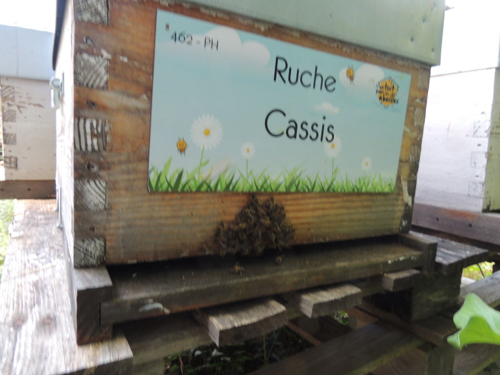 La ruche Cassis
