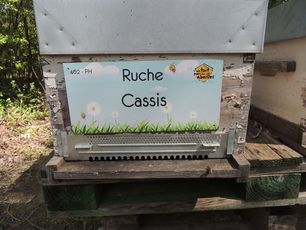 La ruche Cassis