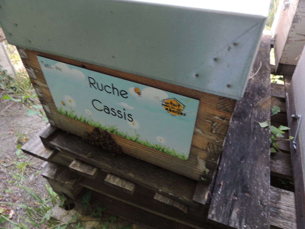 La ruche Cassis