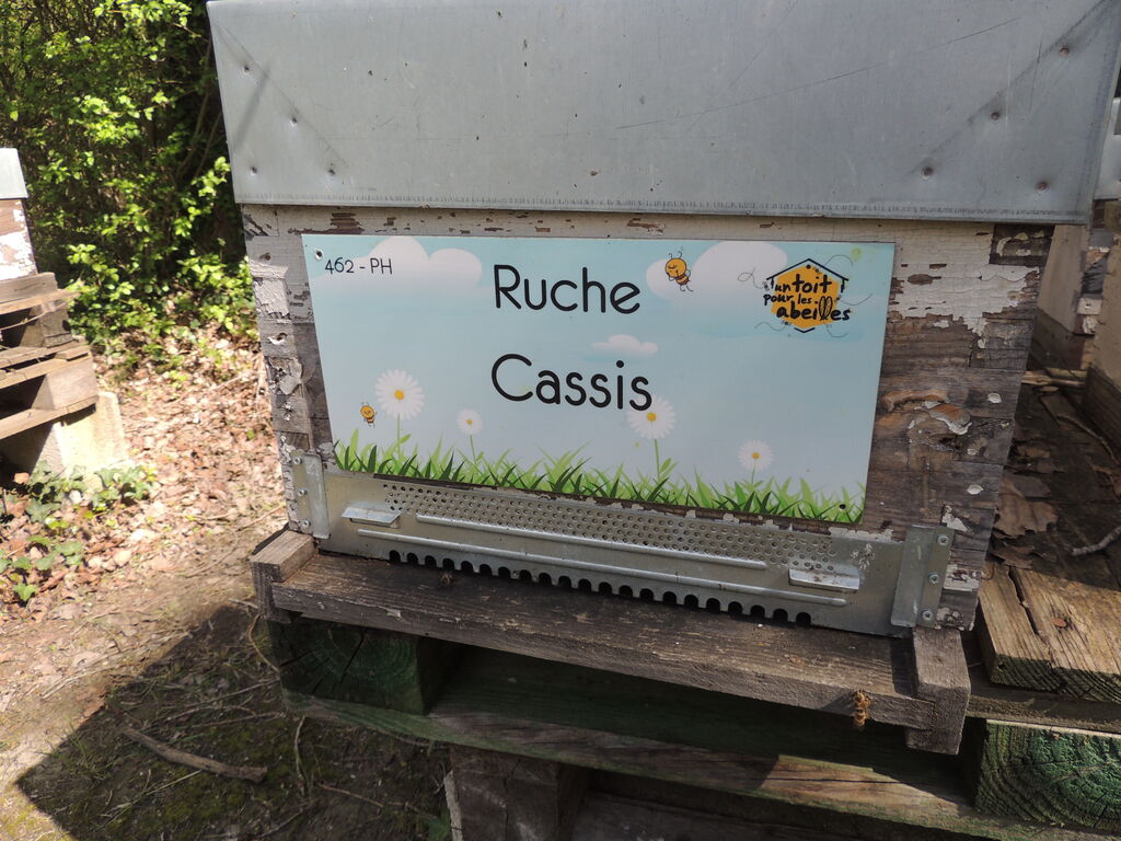 La ruche Cassis