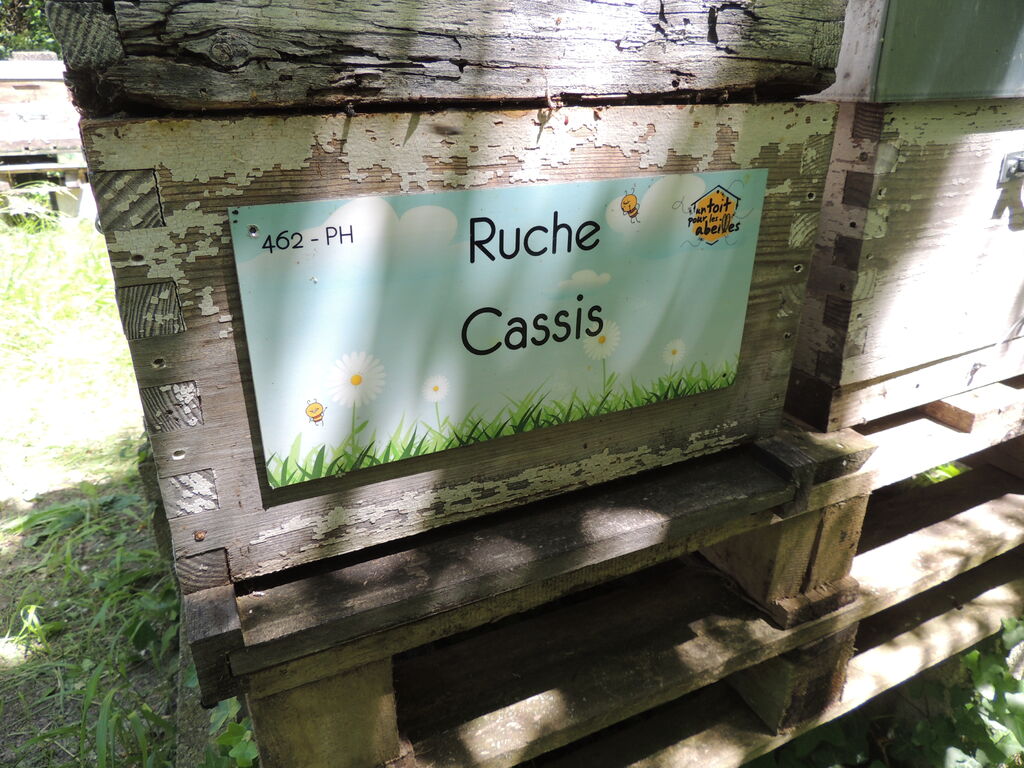 La ruche Cassis