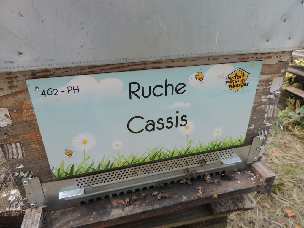 La ruche Cassis