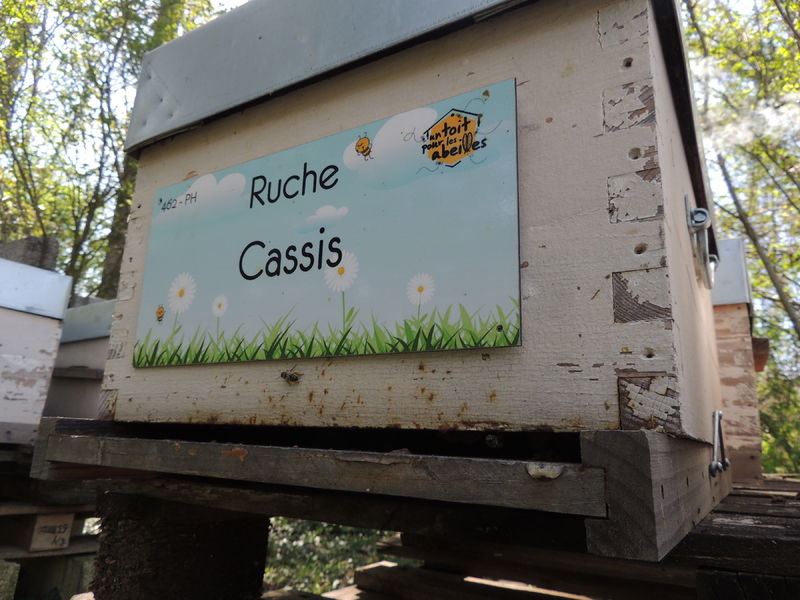 La ruche Cassis