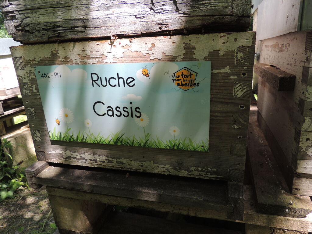 La ruche Cassis