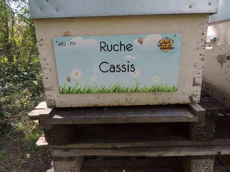 La ruche Cassis