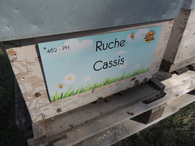 La ruche Cassis