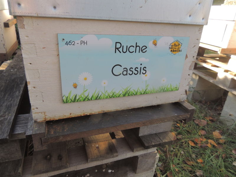 La ruche Cassis
