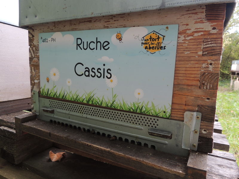 La ruche Cassis