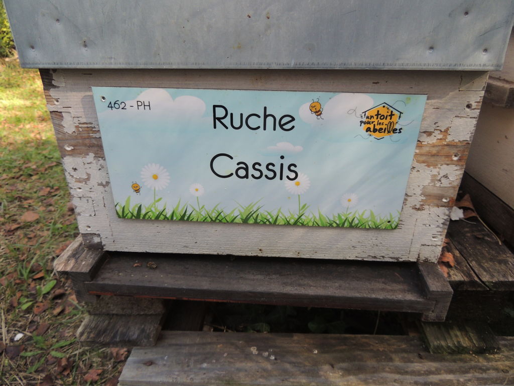 La ruche Cassis
