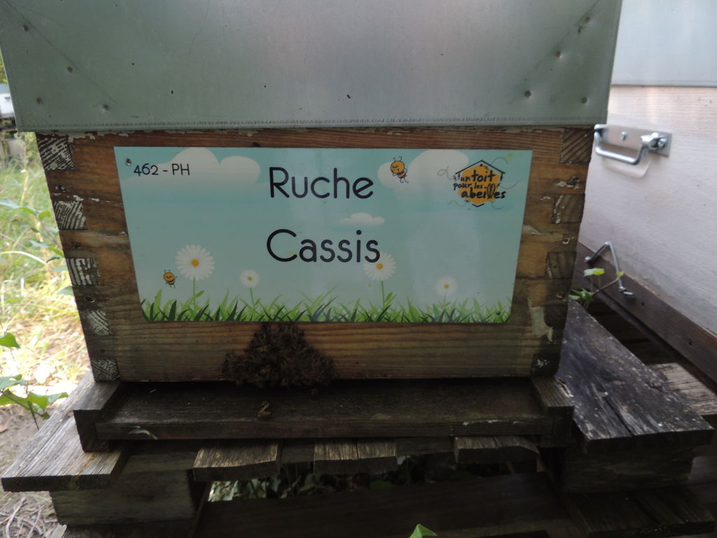 La ruche Cassis