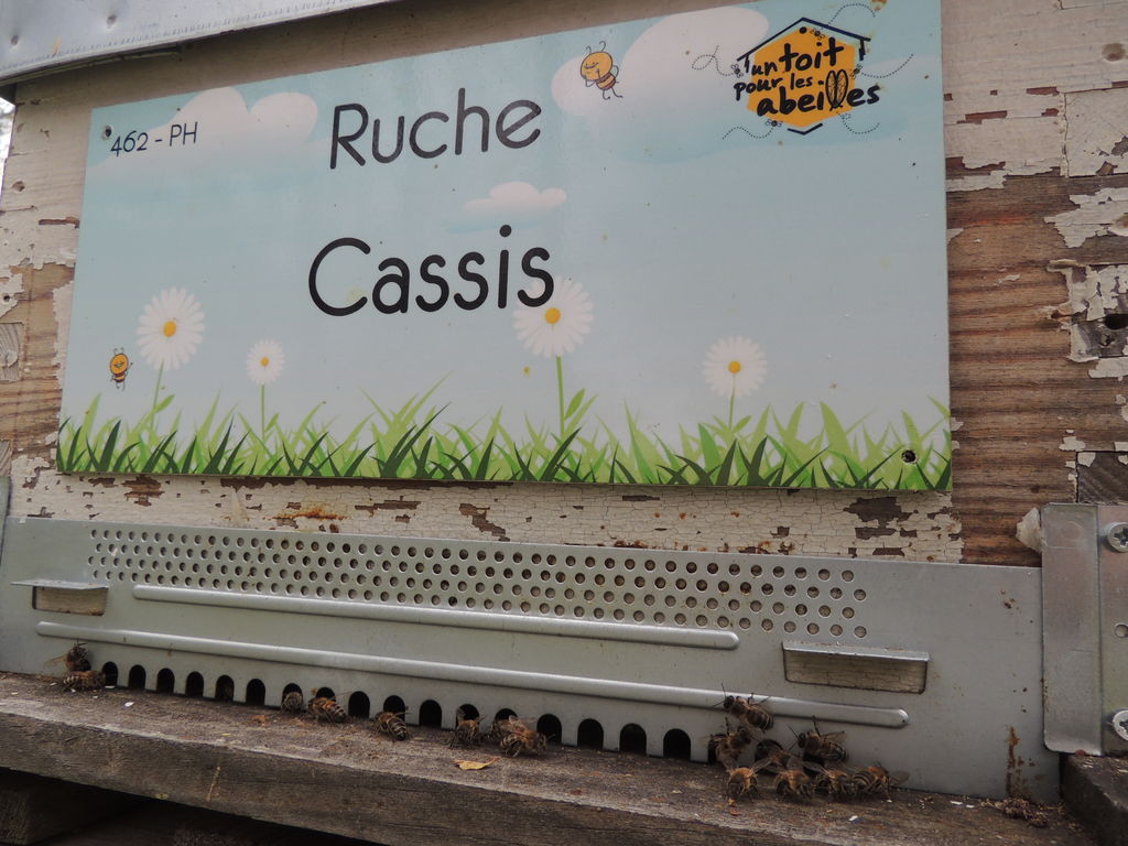 La ruche Cassis