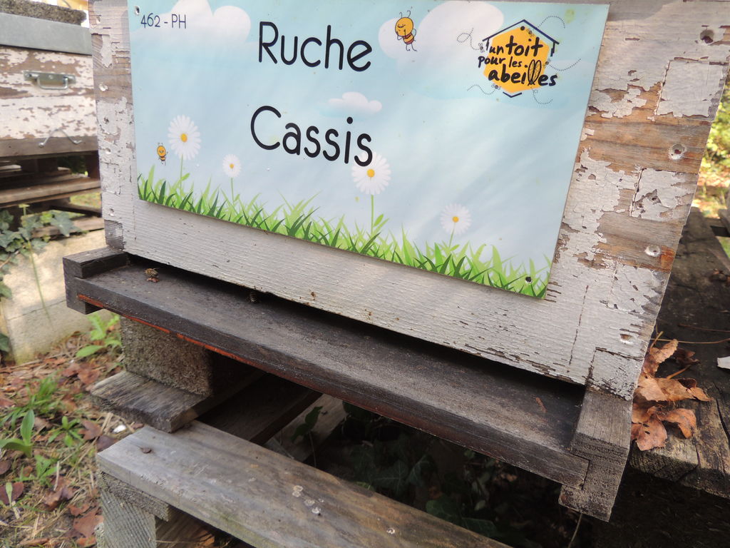 La ruche Cassis