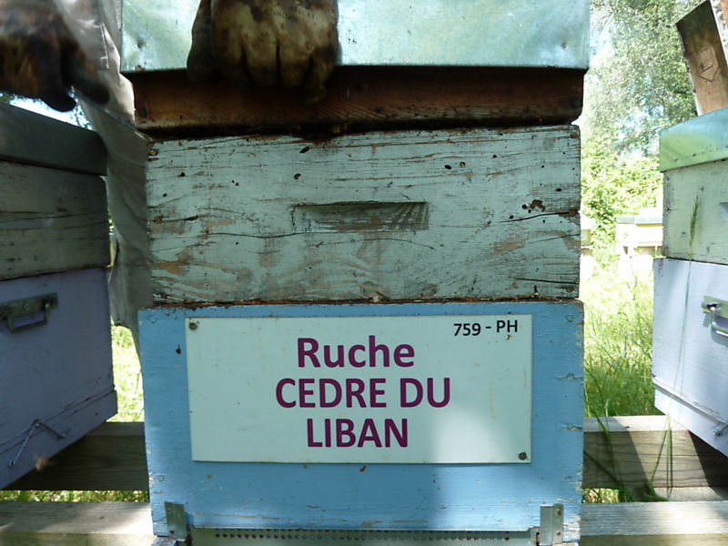 La ruche Cèdre du liban