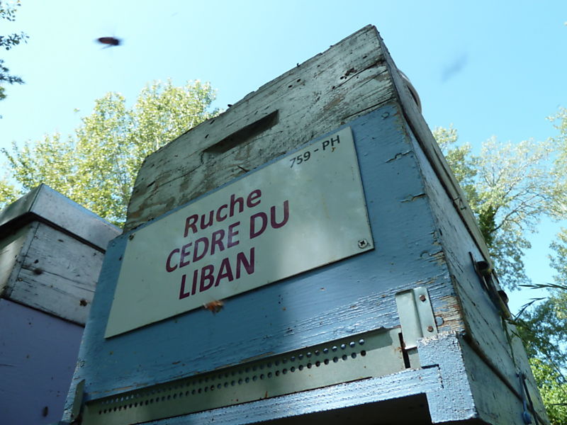La ruche Cèdre du liban