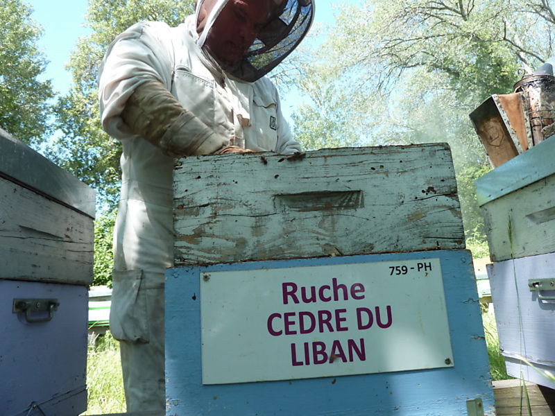 La ruche Cèdre du liban