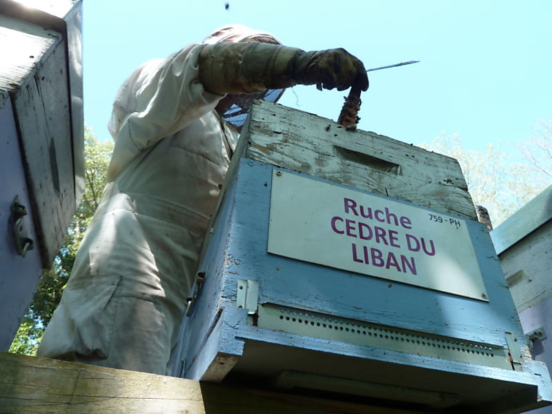 La ruche Cèdre du liban