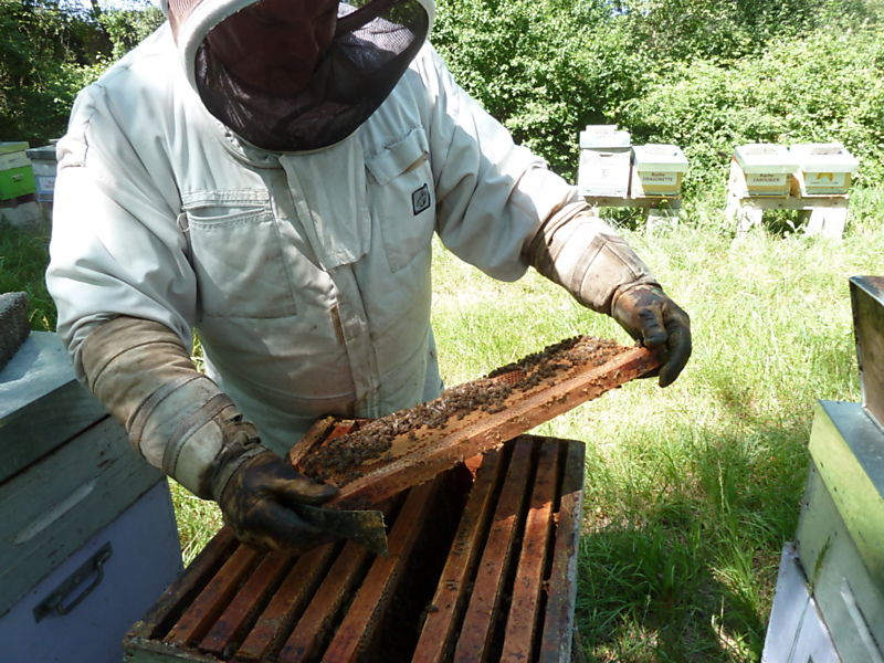 La ruche Cèdre du liban