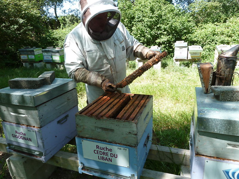 La ruche Cèdre du liban