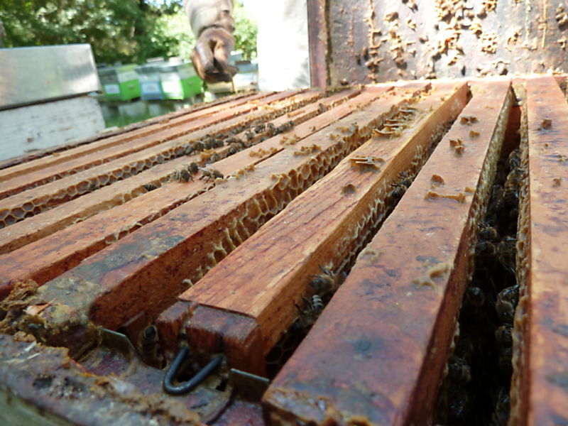 La ruche Cèdre du liban