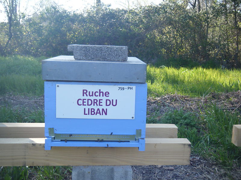 La ruche Cèdre du liban