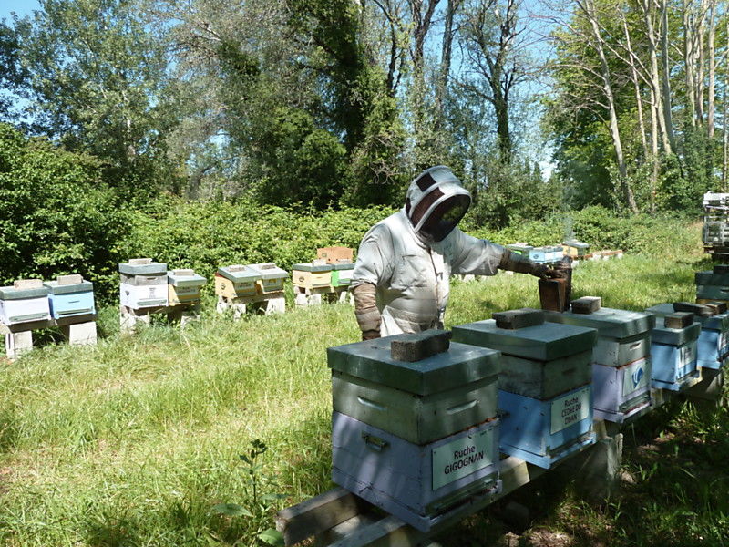 La ruche Cèdre du liban