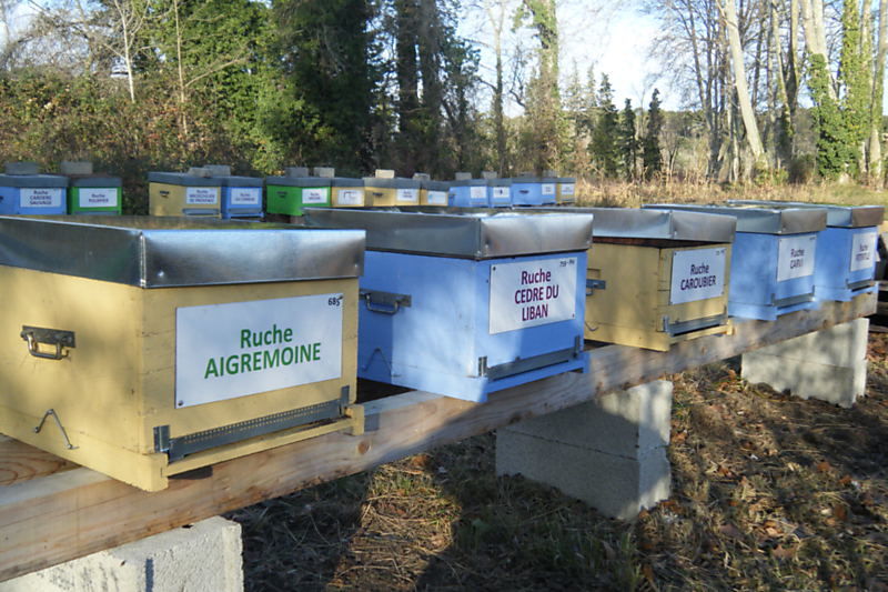 La ruche Cèdre du liban