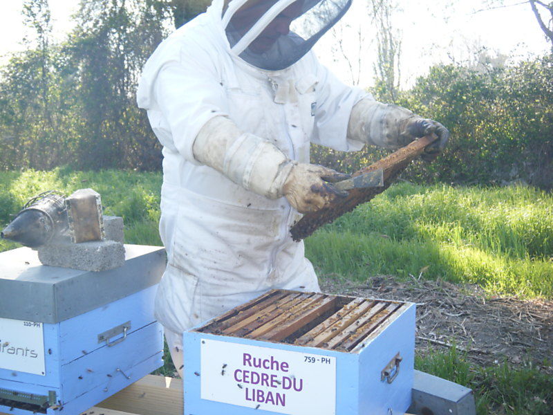 La ruche Cèdre du liban
