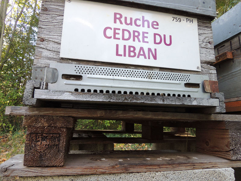 La ruche Cèdre du liban